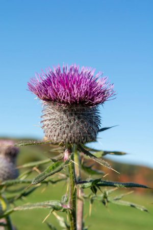 A Cirsium eriophorum or the woolly thistle flowering in autumn