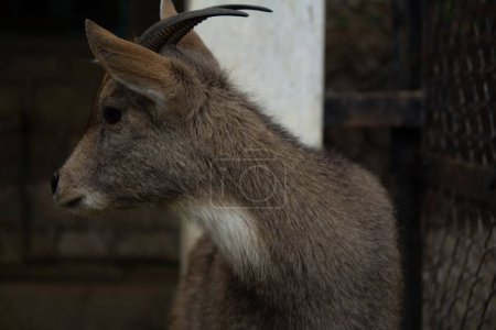 Photo for A closeup of a young  long-tailed goral (Naemorhedus caudatus) against blurred background - Royalty Free Image
