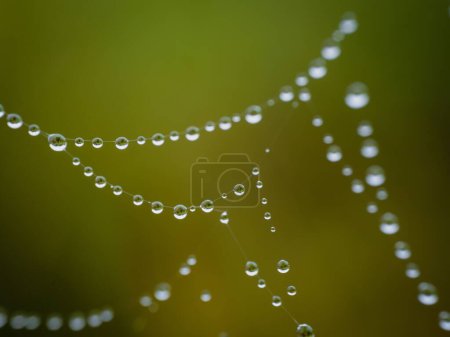 Foto de Un primer plano de un rocío, gotas de agua, gotitas haciendo un collar de perlas naturales en una tela de araña - Imagen libre de derechos