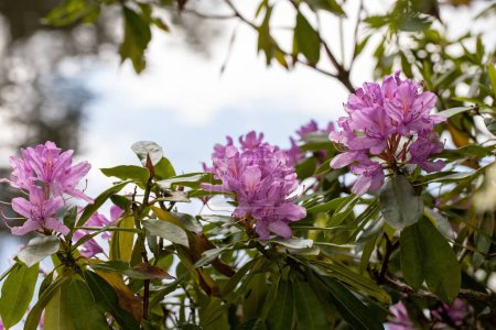 Téléchargez les photos : Un gros plan de fleurs de Rhododendron ponticum - en image libre de droit