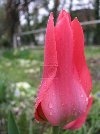 Téléchargez les photos : Gros plan vertical d'une tulipe rose recouverte de gouttelettes d'eau trouvées dans la nature - en image libre de droit