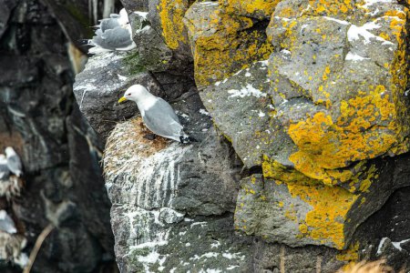 Téléchargez les photos : Belle vue sur les oiseaux kittiwake à pattes noires nichant sur des rochers avec un fond flou - en image libre de droit