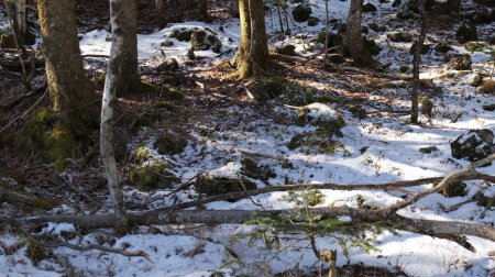 Foto de Una vista de cerca de los troncos de los árboles en el suelo cubierto de nieve en la zona del Monte Fuji - Imagen libre de derechos