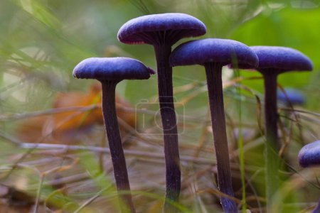 Photo for The amethyst deceiver (laccaria amethystina) grown in the forest - Royalty Free Image