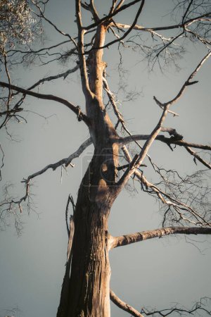 Téléchargez les photos : Plan vertical d'un arbre haut contre le ciel - en image libre de droit