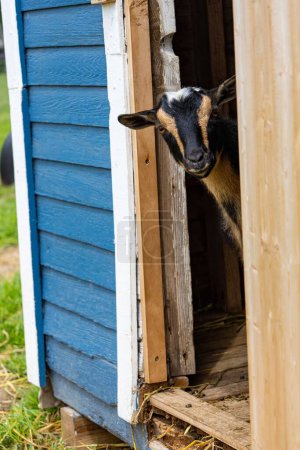Photo for A vertical view of a San Clemente Island goat sneaking its head out from a barn - Royalty Free Image