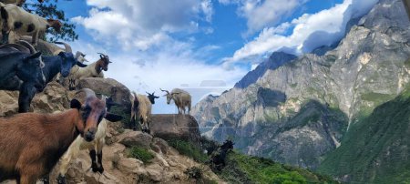 Téléchargez les photos : Gros plan panoramique d'un troupeau de chèvres sur une colline, avec une montagne en arrière-plan par une journée ensoleillée - en image libre de droit