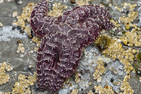 Foto de Un primer plano de una estrella de mar Ochre en un pedazo de piedra fuera del agua - Imagen libre de derechos