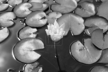 Un primer plano monocromo de una flor de loto sagrada contra las hojas en un estanque