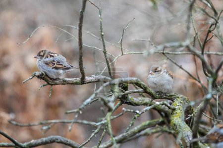 Foto de Un primer plano de pequeños gorriones lindos sentados en una rama seca en un bosque - Imagen libre de derechos