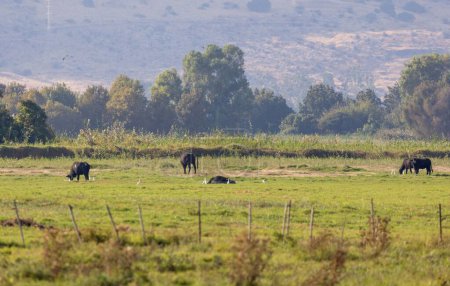Téléchargez les photos : Une vue panoramique d'un champ ouvert avec plusieurs chevaux broutant et à la recherche de nourriture - en image libre de droit