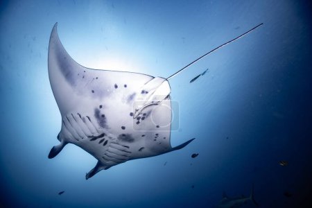 Photo for A beautiful shot of a Reef manta ray swimming in the deep blue water - Royalty Free Image