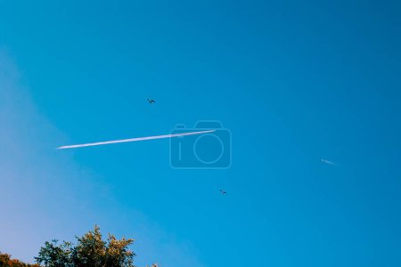 Téléchargez les photos : Deux oiseaux volant dans le ciel bleu autour d'une piste d'avion, traînent - en image libre de droit