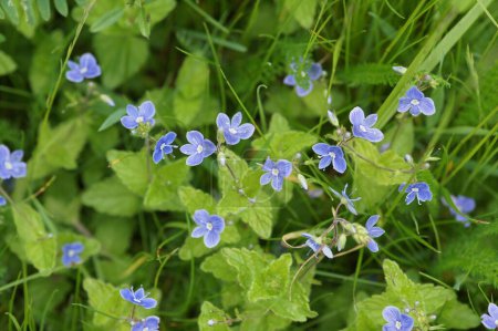 Photo for A closeup of the germander speedwell flowers - Royalty Free Image