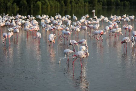 Téléchargez les photos : Un grand troupeau de flamants roses pâles pataugeant dans un étang - en image libre de droit