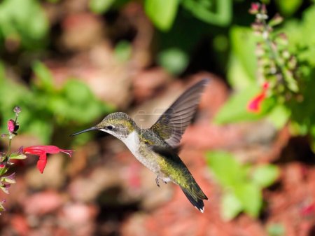 Foto de Un primer plano del colibrí con un pico cerca de la salvia coccinea (salvia escarlata) - Imagen libre de derechos