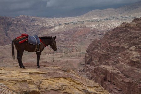 Foto de Un hermoso tiro de un caballo en el desierto de Petra en Jordania - Imagen libre de derechos