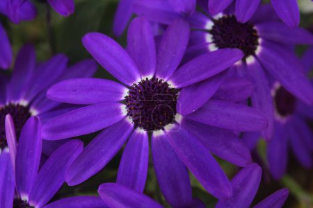 Photo for A close-up shot of purple African daisies - Royalty Free Image