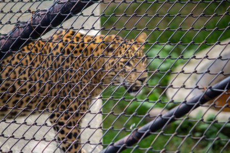 Photo for A blurry leopard behind a metallic fence in a zoo - Royalty Free Image