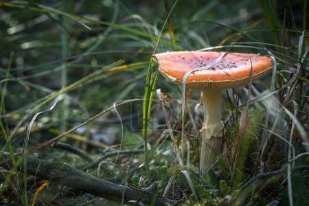 Téléchargez les photos : Gros plan d'un champignon dans l'herbe sous la lumière du soleil - en image libre de droit