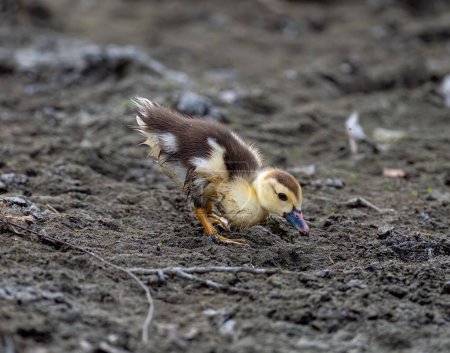 Téléchargez les photos : Un gros plan d'un canard boueux - en image libre de droit