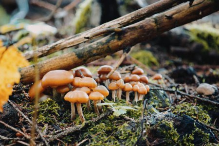 Téléchargez les photos : Vue rapprochée des champignons K. lignicola poussant dans une forêt humide - en image libre de droit