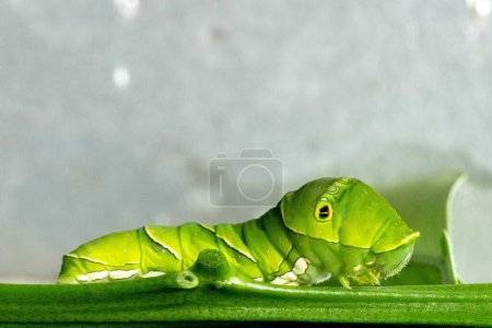 A closeup of green caterpillar on plant stem
