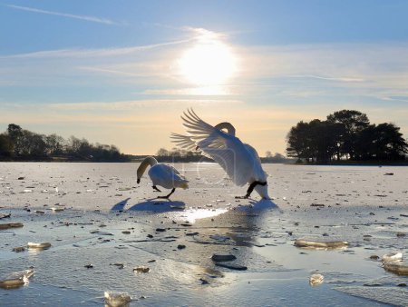 Foto de Una hermosa pareja de cisnes en un lago congelado - Imagen libre de derechos