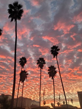 Foto de Un plano vertical de hermosas palmeras con un hermoso cielo naranja en el fondo - Imagen libre de derechos