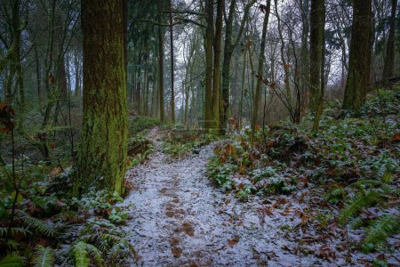Photo for A road covered by the first layer of snow in a forest full of mossy trees, brunches, and falling leaves In Upper Luther Burbank Park, Mercer Island - Royalty Free Image