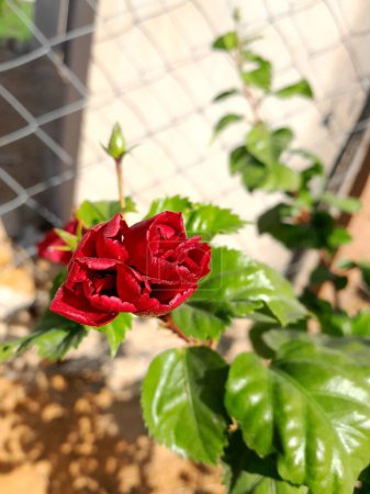 Téléchargez les photos : Gros plan vertical d'une rose rouge poussant dans un jardin ensoleillé - en image libre de droit