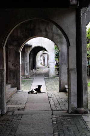 Foto de Un tiro vertical de un perro callejero tendido bajo los arcos de piedra de un edificio - Imagen libre de derechos