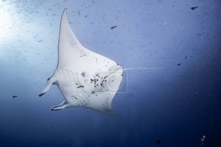 Photo for A Reef manta ray swimming in the blue underwater - Royalty Free Image