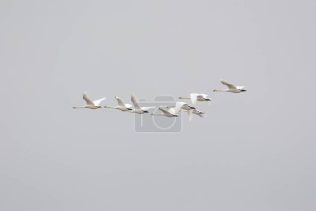 Photo for A group of trumpeter swans, Cygnus buccinator flying in the sky. - Royalty Free Image