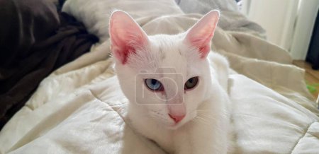 Odd-eyed white khao manee kitten. Cat with heterochrom