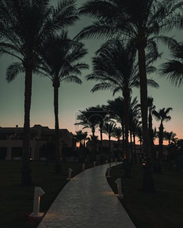 Foto de Un plano vertical de una pasarela rodeada por las siluetas de palmeras con la puesta de sol en el fondo - Imagen libre de derechos