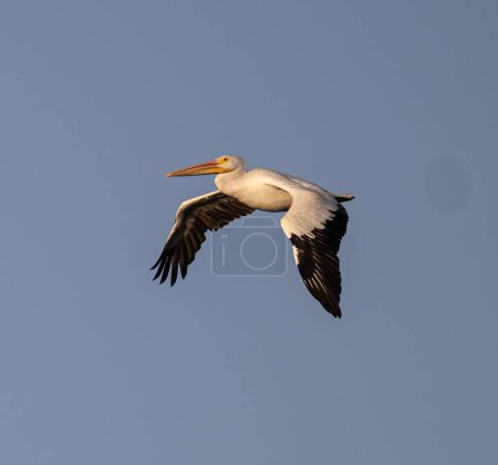 Téléchargez les photos : Un gros plan d'un grand pélican volant dans le ciel bleu - en image libre de droit