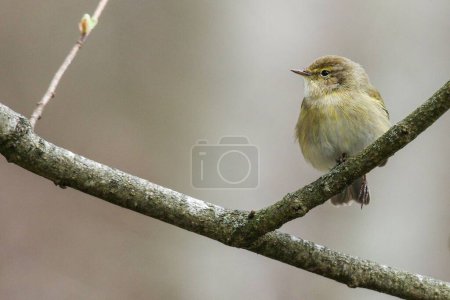 Photo for A macro shot of a Common chiffchaff perched on a branch on an isolated background - Royalty Free Image
