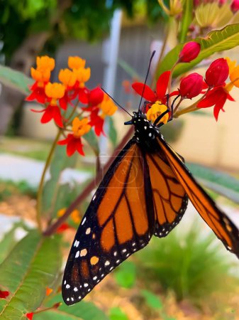 Téléchargez les photos : Un gros plan vertical du papillon monarque Danaus plexippus. - en image libre de droit
