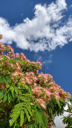 Foto de Un plano vertical de flores de acacia de seda sobre ramas de árboles bajo un cielo azul - Imagen libre de derechos