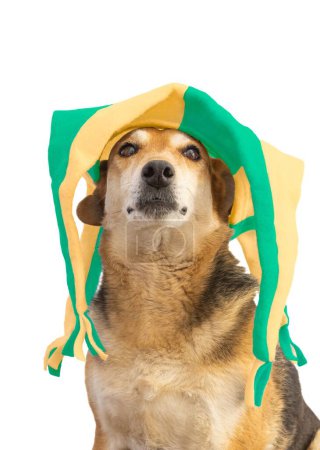 Foto de Un primer plano vertical de un perro con sombrero de arlequín verde y amarillo aislado sobre un fondo blanco - Imagen libre de derechos