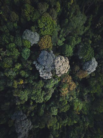 Téléchargez les photos : Une vue aérienne d'arbres forestiers ressemblant à un bouquet de brocoli - en image libre de droit