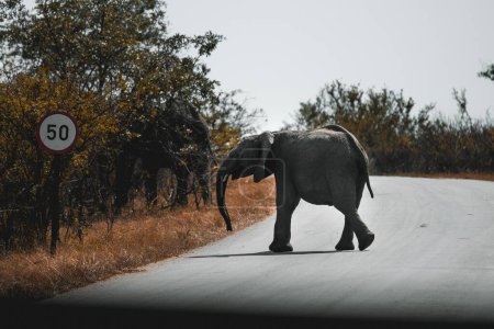 Téléchargez les photos : Un beau cliché d'un éléphant d'Afrique traversant la rue par une journée ensoleillée - en image libre de droit