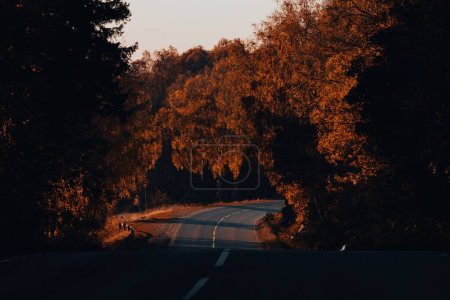 Téléchargez les photos : Une autoroute traversant une végétation dense à la tombée de la nuit - en image libre de droit