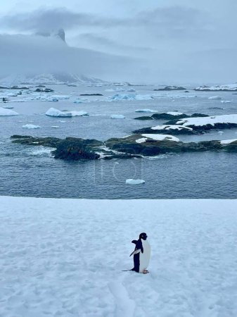 Téléchargez les photos : Plan vertical d'un pingouin doux (Pygoscelis papua) sur la côte enneigée d'une mer - en image libre de droit
