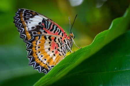 A closeup of a Cethosia biblis, the red lacewing butterfly captured on a green leaf in a garden