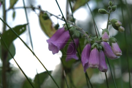 Foto de Un enfoque selectivo de flores de campana púrpura - Imagen libre de derechos