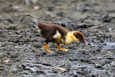 Téléchargez les photos : Un gros plan d'un canard boueux - en image libre de droit