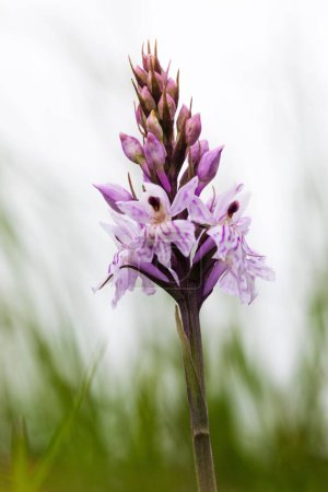 Photo for A vertical shot of a common spotted orchid at the Morgans Hill nature reserve at Calne, Wiltshire - Royalty Free Image