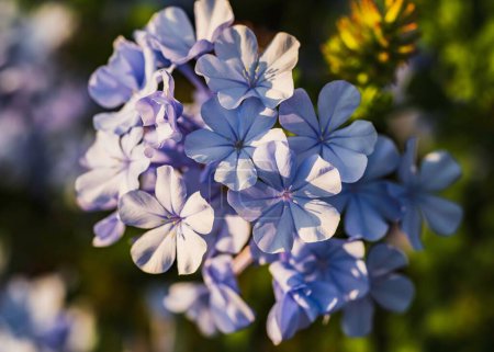 Photo for A closeup of plumbago auriculata flowers growing in a garden under the sunlight with a blurry background - Royalty Free Image